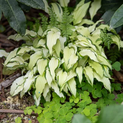 Feuillage de hosta shiro kabitan