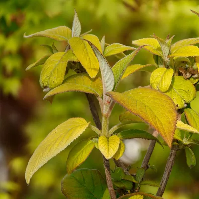 Feuillage jaune de hydrangea aspera Goldrush Giel