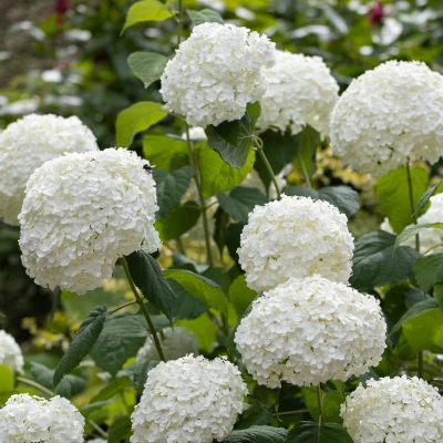Vus sur les inflorescence en boule de l'hydrangea annabelle strong