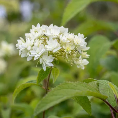 Inflorescence de Hydrangea arborescens Hayes Starburst