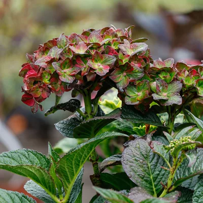 Floraison de Hydrangea macrophylla CHOCOLATE EVER BELLES® ‘Hokomachoko’