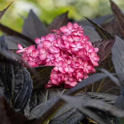 Floraison de hydrangea macrophylla Eclisse