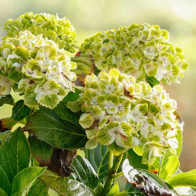 Floraison de hydrangea macrophylla Green Ever Belles