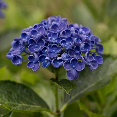 Floraison de l'hortensia macrophylla Hop Corn