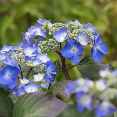 Inflorescence plate de Hydrangea x Twist and Shoot