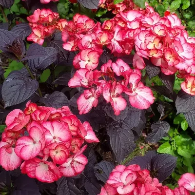 Feuillage et floraison rose de Hydrangea macrophylla × serrata Black Velvet® ‘DARBI’