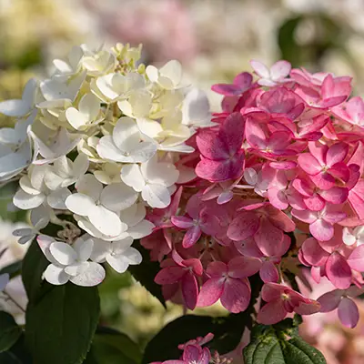 Vue sur les inflorescence de l'hydrangea paniculata fire light