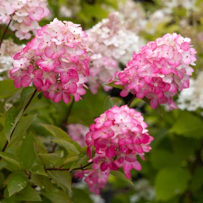 Vue sur les inflorescence de l'hydrangea paniculata fraise melba