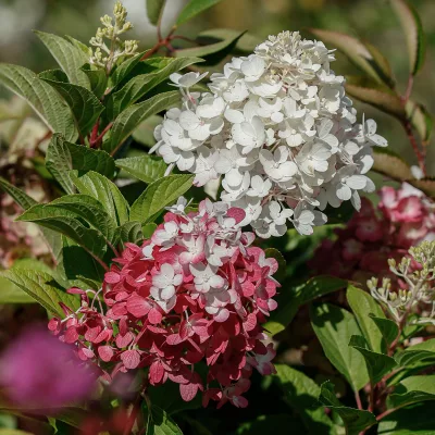 Fleurs blanches et roses de hydrangea paniculata living red velvet