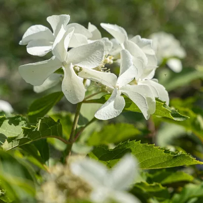 Inflorescence de Hydrangea paniculata ‘Degustar’ MAGICAL STARLIGHT®