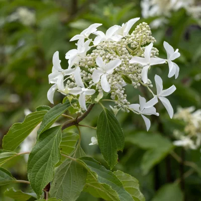 Inflorescence de hydrangea panicultata Great Star