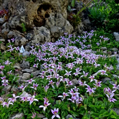Floraison de hypsela reniformis