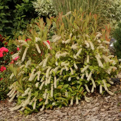 Itea virginica garnet en fleurs
