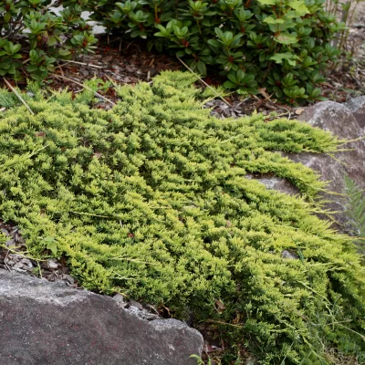 Vue sur juniperus horizontalis Golden Carpet