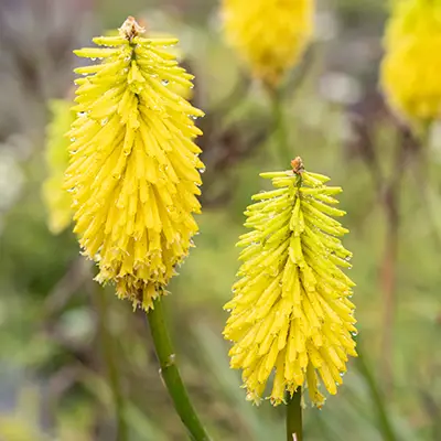 Floraison jaune citron de Kniphofia uvaria Bees Lemon
