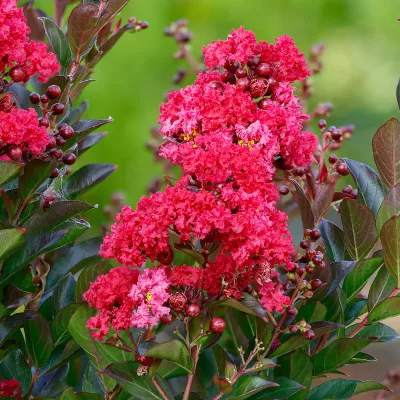 Inflorescence de Lagerstroemia x ‘PIILAG B5’ ENDURING SUMMER® RED