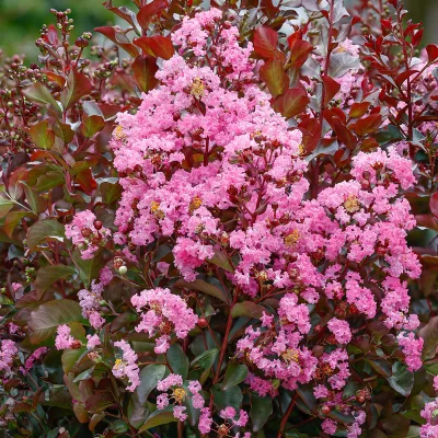 Floraison de Lagerstroemia indica Rhapsody in Pink