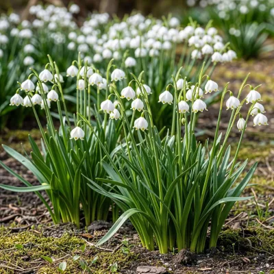Leucojum aestivum Nivéole d'été en fleur