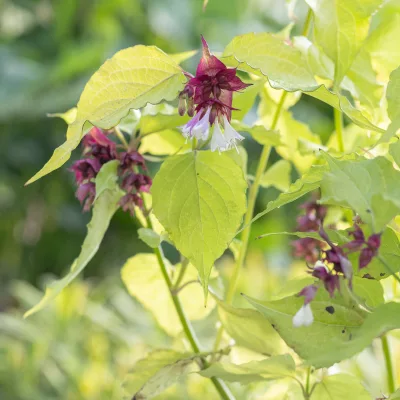 Floraison et feuillage de Leycesteria formosa Little Lanterns