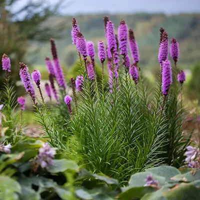 Touffe de liatris spicata