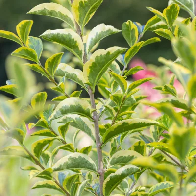 Feuillage panaché de jaune de ligustrum ovalifolium aureum