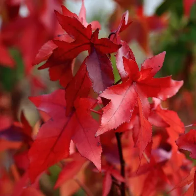 Vue sur le feuillage d'automne du Liquidambar