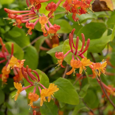 Floraison orangé de Lonicera x heckrottii American Beauty
