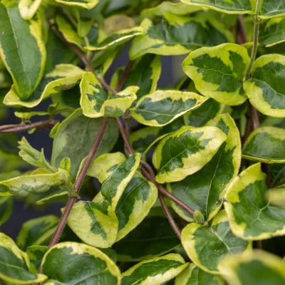 Feuillage panaché de Lonicera x Kogel- Mogel