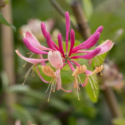 Inflorescence de lonicera periclimenum goldflame