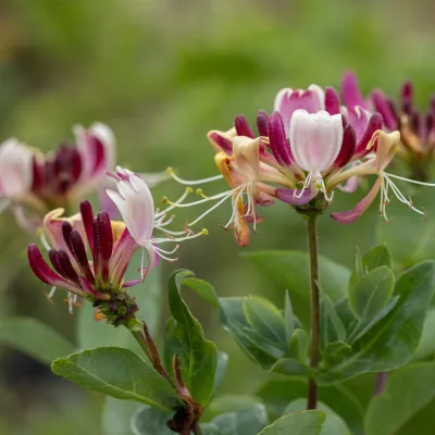 Inflorescences de chevrefeuille Lonicera periclimenum Serotina