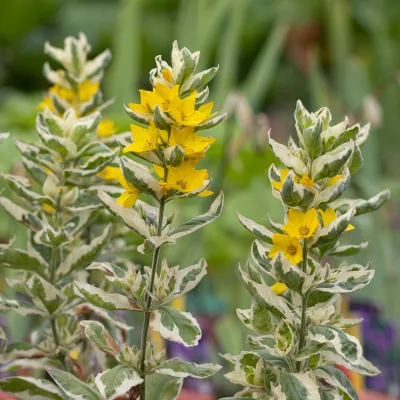 Floraison de lysilachia punctata alexander