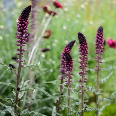 Floraison en épis de Lysimachia atropurpurea Beaujolais
