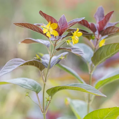 Floraison jaune de Lysimachia ciliata Firecracker
