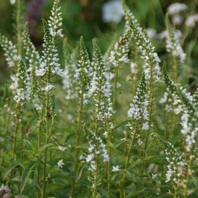 Floraison en épis de Lysimachia ephemerum