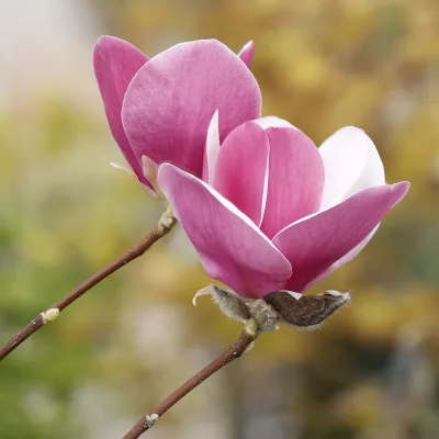 Fleurs de magnolia cameo