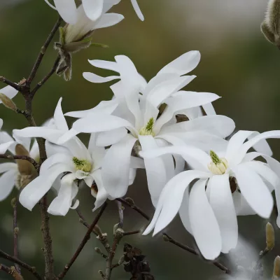 Fleurs de magnolia stellata