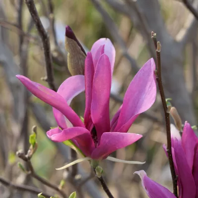 Floraison rose de magnolia Susan