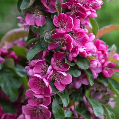 Floraison de pommier colonnaire appolo
