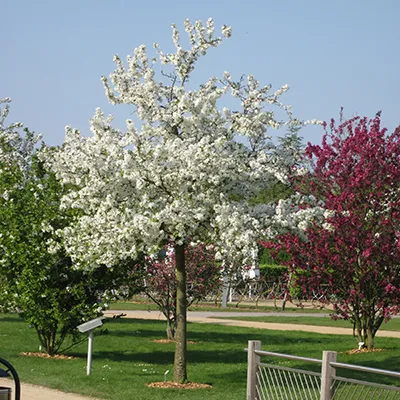 Vue du pommier malus everest