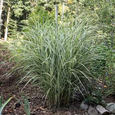Port érigé de miscanthus sinensis Variegatus