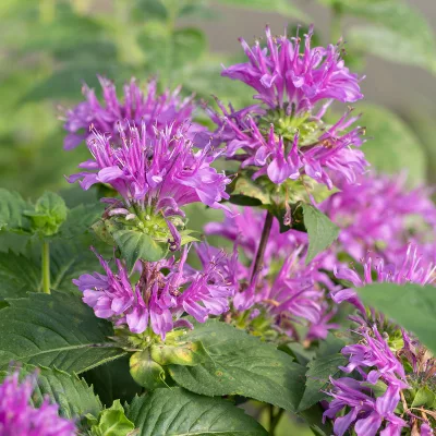 Floraison rose de Monarda didyma ‘MONARD0044’ BEE-PRETTY™