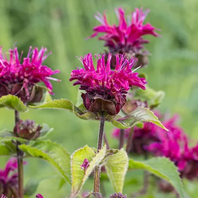 Floraison de monarda bee true
