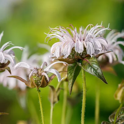 Floraison de Monarda bradburiana