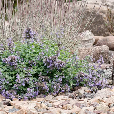 Port compact de Nepeta ‘Cat’s Pajamas’