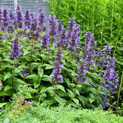 Floraison de Nepeta kubanica