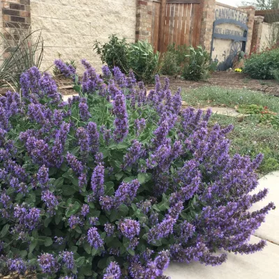 Floraison de nepeta Purple Haze