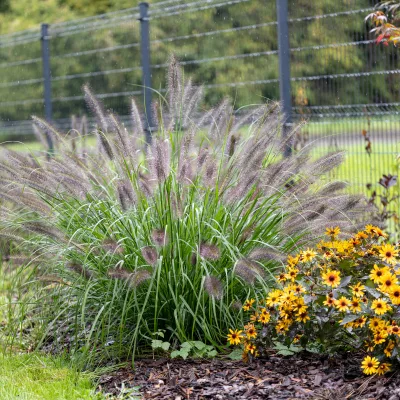 Pennisetum alopecuroides Black Beauty en fleurs