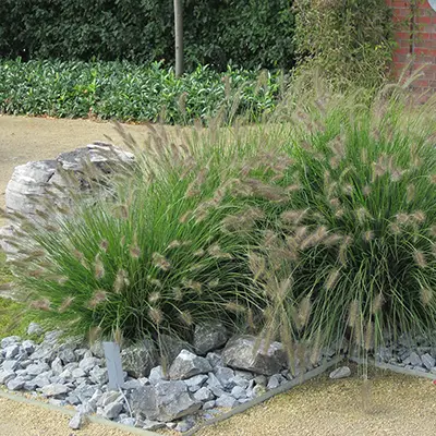 Vue sur une touffe de pennisetum-alopecuroides-hameln