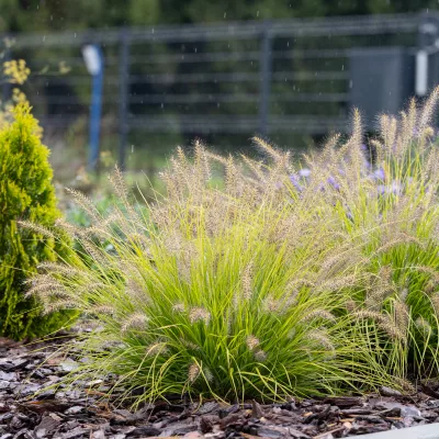 Floraion de pennisetum hameln gold