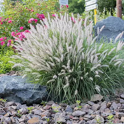 Vue sur une touffe de pennisetum orientale